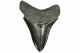 Serrated, Fossil Megalodon Tooth #107254-1